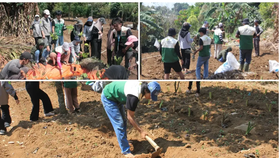 Tanam Nanas, Talas dan Ribuan Bibit Pohon, PPK Ormawa BEM FMIPA Universitas Pakuan Gencarkan Agroforestri dan Konservasi Lereng di Cipelang